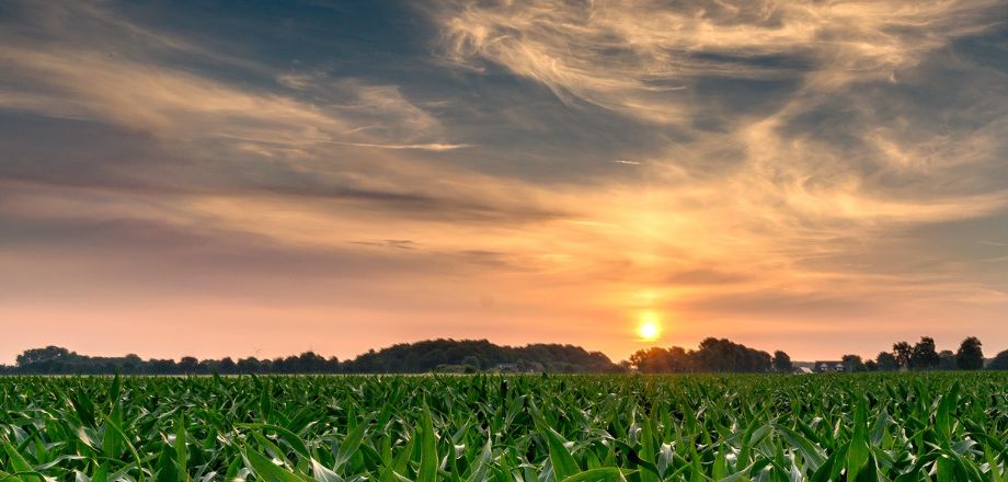 A field of corn with the sun setting in the background.